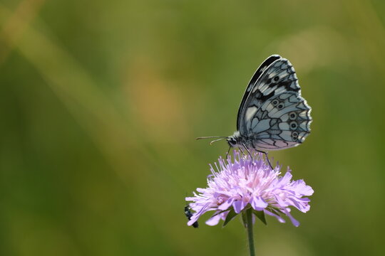 Close up of a marbled white butterfly on a flower