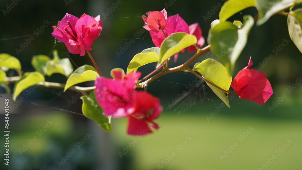 Wall mural bougainvillea, flower, nature, bougainvillea flower, pink flower