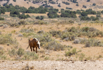 Fototapeta na wymiar Beautiful Wild Horse in the Utah Desert in Summer