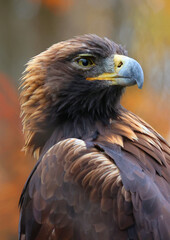 The golden eagle (Aquila chrysaetos) is one of the best-known birds of prey in the Northern Hemisphere. It is the most widely distributed species of eagle