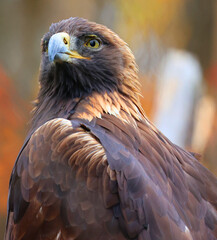 The golden eagle (Aquila chrysaetos) is one of the best-known birds of prey in the Northern Hemisphere. It is the most widely distributed species of eagle