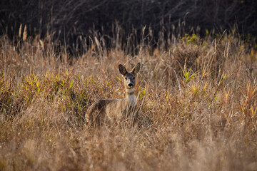 the beautiful deer in the tall grass during autumn