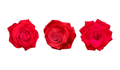 Realistic Red rose, vector illustration on White background