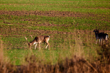 Group of roe deer in nature during autumn