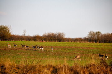 Group of roe deer in nature during autumn