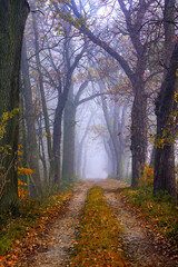Drzewa we mgle © Iwona
