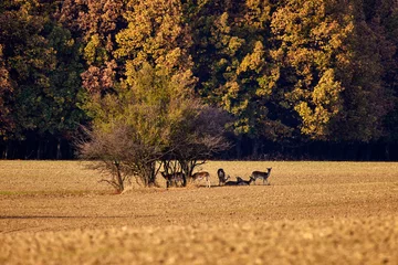 Gordijnen Group of roe deer in nature during autumn © czamfir