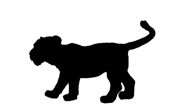 Baby Lion cub vector silhouette illustration isolated on white background. Animal king. Big cat. Pride of Africa. Leo zodiac symbol. Wildlife predator. Calf lion mascot.