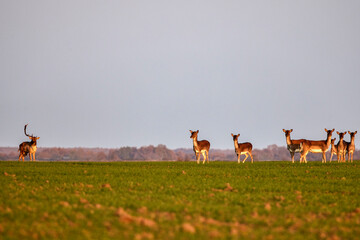 Group of roe deer in nature during autumn