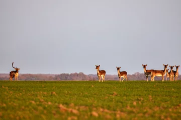 Poster Group of roe deer in nature during autumn © czamfir