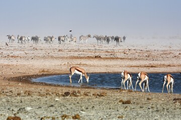 Tierherde am Wasserloch Ozonjutji m`Bari im Westen des Etoscha Nationalparks in Namibia. 
