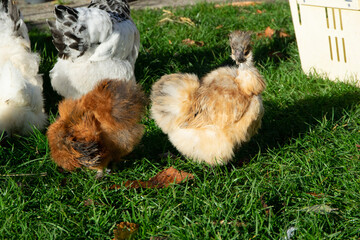 
Ayam Cemanida's most expensive chicken in the world