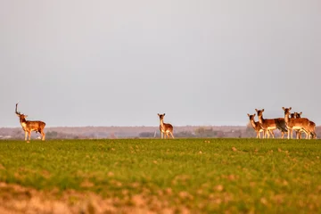 Foto op Canvas Group of roe deer in nature during autumn © czamfir