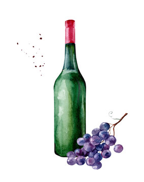 Bottle of red wine with a bunch of grapes. Hand drawn watercolor painting isolated on white background