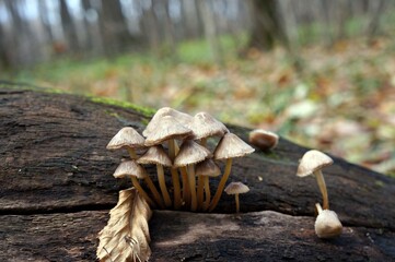 Poisonous mushrooms in the autumn forest