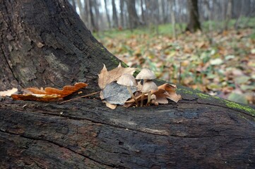 The trunk of an old fallen tree with mushrooms and leaves