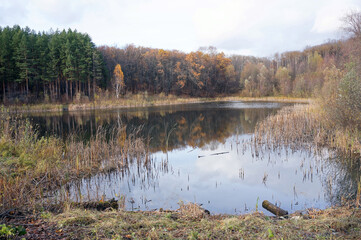 An overgrown lake in the autumn forest