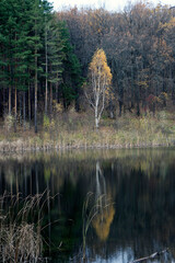 Birch and its reflection in the lake
