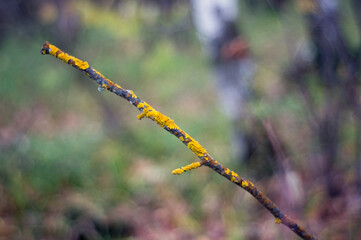 A tree branch covered with orange moss