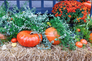 Orange pumpkins, asters, green shrubs on straw bales in front of the entrance to the house on the...