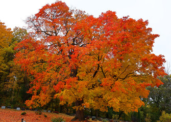 North america fall landscape Montreal Quebec province Canada