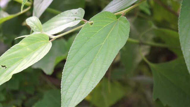 Trema orientale (also called Trema orientalis, Cannabaceae, charcoal tree, Indian charcoal tree) leaves. Extracts from leaves of related species (Trema guineense) showed  anti-arthritic.