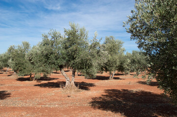 Olivar español en otoño