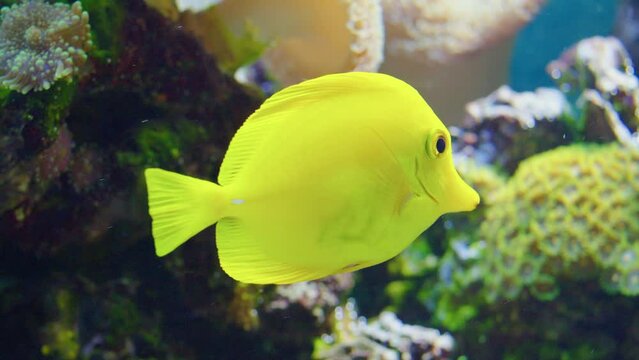 A yellow tang fish swims along a coral reef in seawater or an aquarium. Zebrasoma flavescens. Colorful tropical fish in salt water