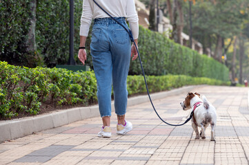 Jack Russel dog wearing red collar and leash, woman wearing jeans and sneakers, on a walk during the day, trees and a building  in the background