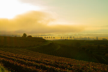 Weinberge Reben Weinbau