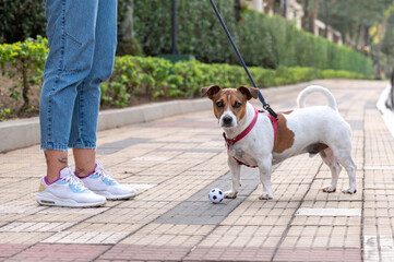 Jack Russel dog wearing red collar and leash, toy ball, woman wearing jeans and sneakers, on a walk during the day, trees in the background