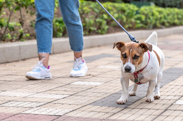Jack Russel dog wearing red collar and leash, woman wearing jeans and sneakers, on a walk during the day, trees and a building  in the background