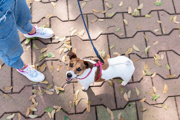 Jack Russell dog wearing red collar and leash and woman's feet on a walk on a warm sunny day