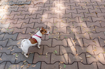 Jack Russel dog wearing a red collar on a leash walking on the street on a warm sunny day