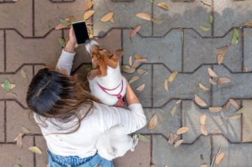 Jack Russell dog and woman holding cellphone in the park on a warm sunny day