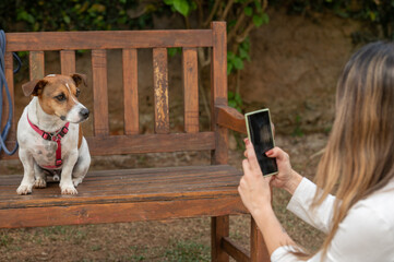 Woman taking picture of Jack Russell dog  on wooden bench with cellphone at the park during a warm day
