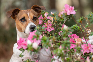 Jack Russell dog posing with pink flowers looking at camera on a warm sunny day