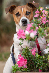 Jack Russell dog posing with pink flowers looking at camera on a warm sunny day