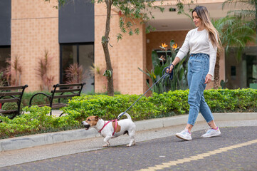 Jack Russel dog wearing red collar and leash and woman wearing jeans and sneakers on a walk on the...