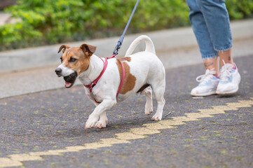 Jack Russel dog wearing red collar and leash and woman wearing jeans and sneakers on a walk on the street during the day, some trees and a building in the background