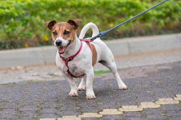 Jack Russel dog wearing a red collar on a leash walking on the street on a warm sunny day