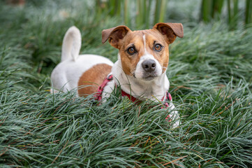 Jack Russel dog wearing red collar looking at camera on the green grass during a hot summer day