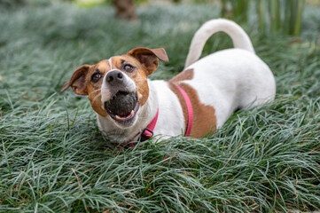 Jack Russel dog wearing red collar holding ball in its mouth posing on the green grass on a warm sunny day