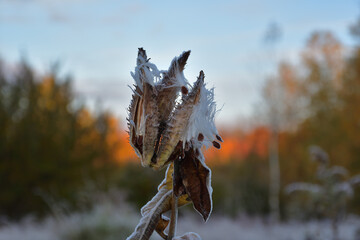 Dried common milkweed frosted on a sunny morning