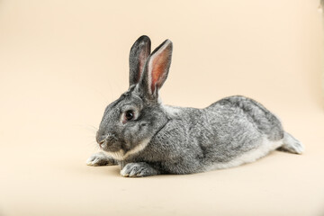 gray rabbit is on light background studio photo. grey adult bunny, studio shot