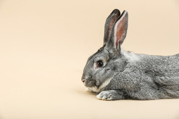 Fototapeta premium gray rabbit is on light background studio photo. grey adult bunny, studio shot
