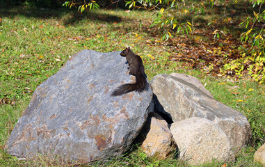 Black squirrels are a melanistic subgroup of squirrels with black coloration on their fur. The phenomenon occurs with several species of squirrels