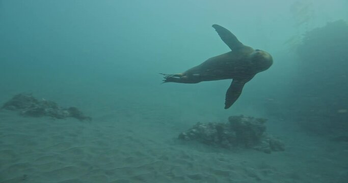 Big eyed young California sealion curiousity.