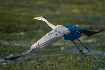 Grey Heron (Ardea Cinerea, Gråhäger) flying over the wetlands of Höje å outside of Lund, Sweden. Grey heron with green background flying with big wings. Swedish heron taking off into the air