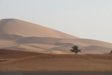 Fototapeta na wymiar morocco desert sahara